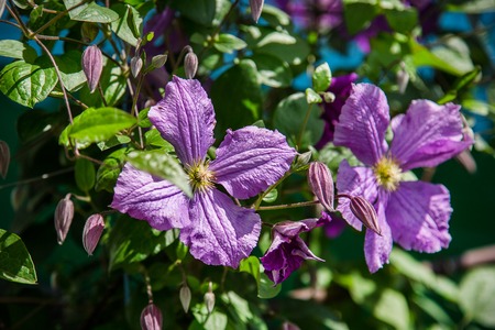 Blooms clematis blue-purple flowers. Clematis Two flowers.の写真素材