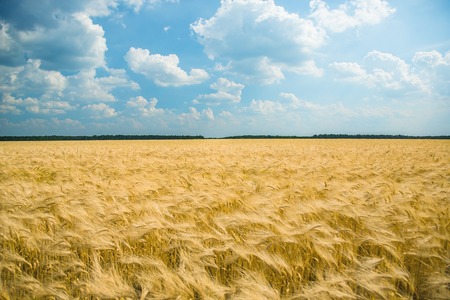 Yellow field, crop of cereals. Cloudy sky over a golden field.の写真素材