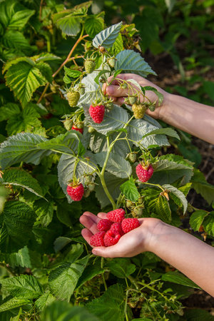 Girl picks raspberry in fruit garden into bowl. Summer.