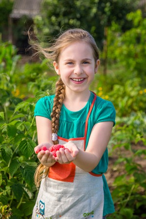 Girl picks raspberry in fruit garden into bowl. Summer.の写真素材