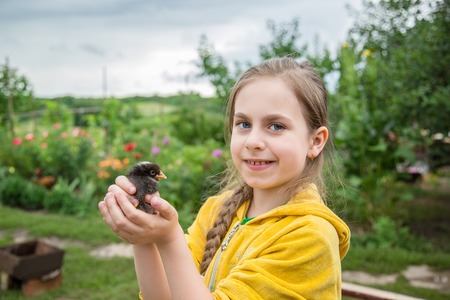 Little girl with a spring chicken on a farm.の写真素材