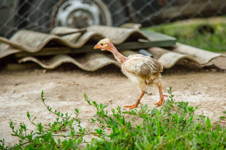A little hen in the farmyard yard. Different breeds of chickens