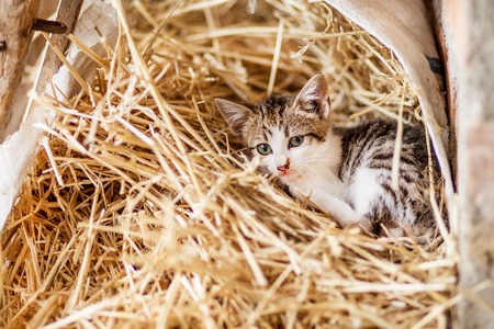 Cute nosy cat kitten, patched tabby and white fur, sitting among withered grass, a close-up portrait with beautiful big eyes.の写真素材