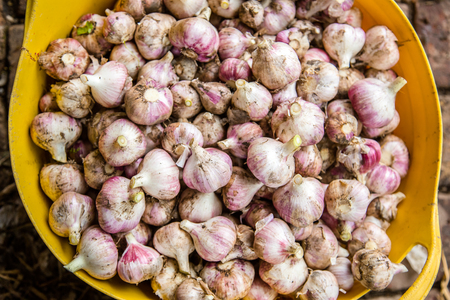 Head of garlic close-upの写真素材