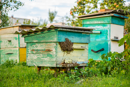 Hives in an apiary with bees flying to the landing boards in a green garden. Hot days.
