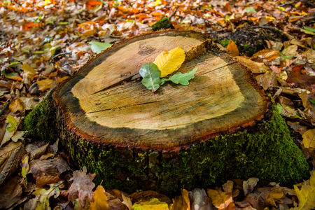 Oak leaves on the hemp of a cut tree. Autumn forest.の写真素材