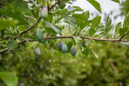 Beautiful green plum on a branch in a home garden. Fruit.の写真素材