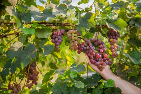 A bunch of grapes on a vine in the sun. Grape grapes on the vine. Ornic fruit.
