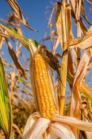 Agricultural field on which grow and change the color of ripe corn. Photo taken closeup with a small depth of field. Autumn season.の写真素材