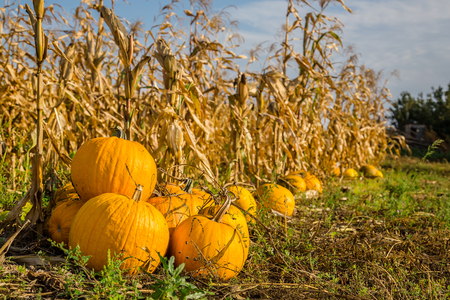 Pumpkins in the garden, against the background of other plants. Autumn, harvest, harvesting.の写真素材