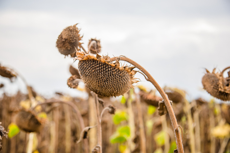 Field of ripened sunflowers, ready to harvest seeds. Autumn harvest. Farmer field.の写真素材