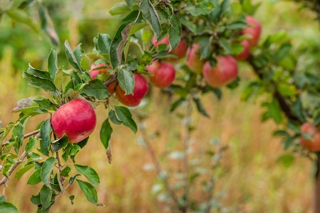 Apples on the tree in the orchard.