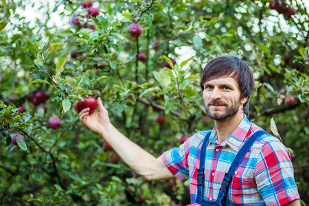 Harvesting of apples. A man working in the garden. Organic apples.