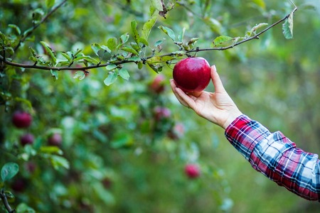 Beautiful girl with an organic apple in the garden. The concept of harvest.の写真素材