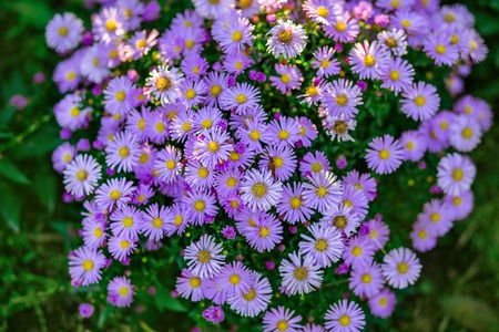 Autumn flowers in the garden, beautiful chrysanthemums. Gardening. Floral background