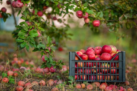 Red apples in baskets and boxes on the green grass in autumn orchard. Apple harvest and picking...