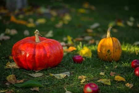 Pumpkins on the green grass. Harvesting pumpkin. Vegetables. Copy space