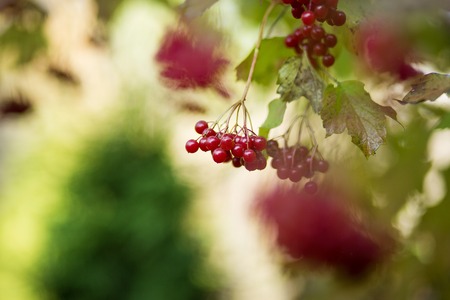 Bunches of red berries of the Kalina with raindrops at the end of the summer season. Seasonal autumnal background of harvest and concept of medicinal plant.の写真素材