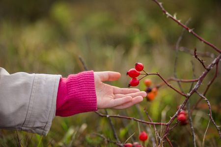 The hand in the frame collects the hips. Autumn colors of nature.の写真素材