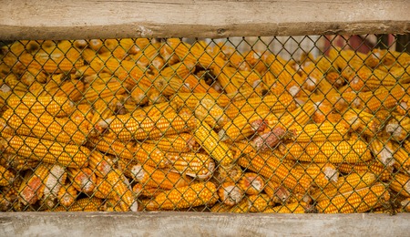 Corn storage in a silo, ideal for background. Autumn harvest.の写真素材