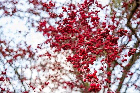 Autumn red berries of a hawthorn tree Crataegus monogyna in a rural landscape. Bright autumn colors.