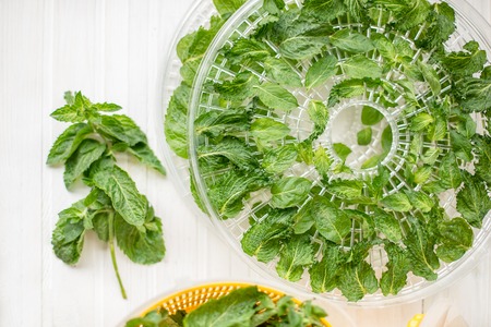 Fresh mint leaf herb on white table. Top view, mint leaves close up. Mint drying.の写真素材