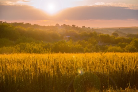 Colorful sunset over wheat field with lens flare. Summer sunset.の写真素材