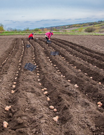 Potatoes in boxes for planting. Planting potatoes on their land in the village in early spring with a manual plow on the field.の写真素材