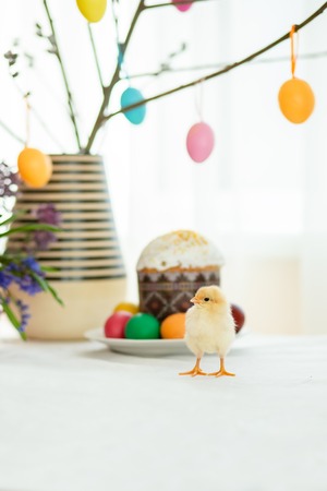 One live chicken near the Easter cakes on the background of painted eggs and Easter decor.の写真素材