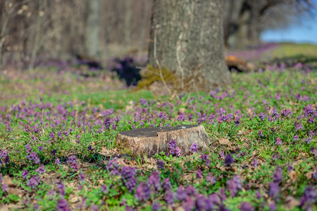 Spring forest. The first spring flowers in the forest.の写真素材