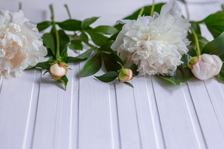 White flowers peonies with space for text on a pink background. Peony flower texture. Flat lay, top view. Peony flower texture.の写真素材