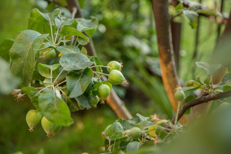 Young green apples fruits are hanging on a tree branch. Growing organic fruit in the garden.の写真素材