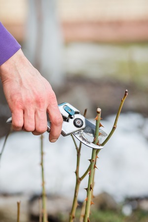 A gardener man cuts branches of bushes and trees in his garden. Spring garden work on the care of...
