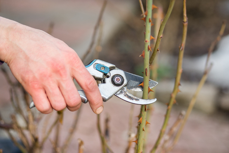 A gardener man cuts branches of bushes and trees in his garden. Spring garden work on the care of trees and plants.の写真素材