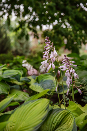 Hosta blooms close-up, a group of flowering plants in the garden. Gardening as a hobby.の写真素材