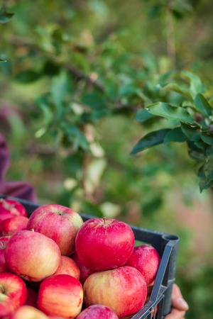 Organic red apples in a basket, under a tree in the garden, against a blurred background, at the end...