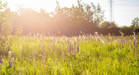 Flower field at sunset. Spring purple and pink lupine flowers in green grass. Soft sunset light.