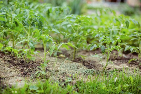 Young tomato seedlings. Growing tomatoes on the vine, tomatoes growing on the branches. Green...