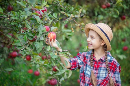 Portrait of a cute girl in a farm garden with a red apple. Autumn harvest of apples.