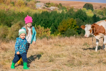 Children look at the calf in the field. Sunny day, brother and sister care for the calf.