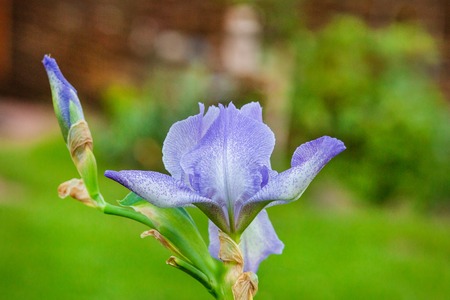 Close up of iris flower on blurred background.