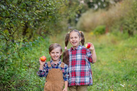 Portrait of a brother and sister in the garden with red apples in their hands. A boy and a girl are involved in the autumn harvesting of apples.の写真素材