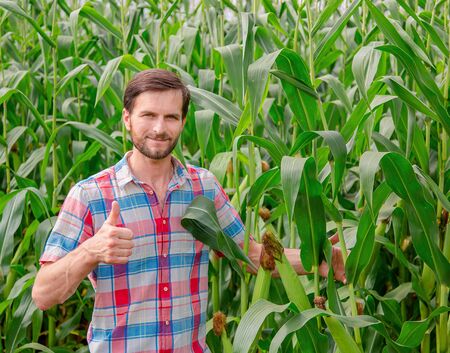 Male farmer checking plants on his farm. Agribusiness concept, agricultural engineer standing in a corn field with a tablet, writes information. Agronomist inspects crops, plants.の写真素材