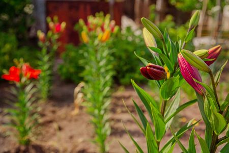 Lilies bloom in the garden, floriculture as a hobby in the summer garden. Bright delicate flower with leaves. The concept of gardening, floriculture and landscape design. Soft selective focusの写真素材