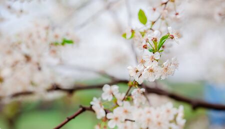 Selective focus beautiful cherry blossom in the garden against the blue sky. Blurred background place for text.の写真素材