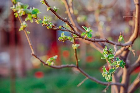 Close up of blooming buds of apple tree in the garden. Blooming apple orchard in spring sunset. Blurred background with place for text.の写真素材