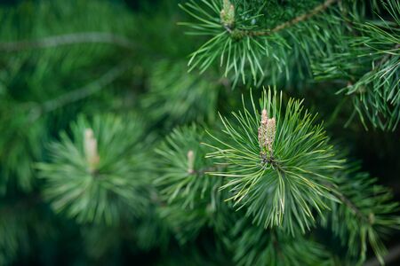 Green spruce close up framing open copy space with new spring growth and pine cones. Green spruce Picea pungens with green needles. Close-up bright gold young shoots. Nature concept for design. Place for your text. Selective focus. Christmas concept.の写真素材