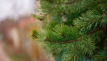 Green spruce close up framing open copy space with new spring growth and pine cones. Green spruce...