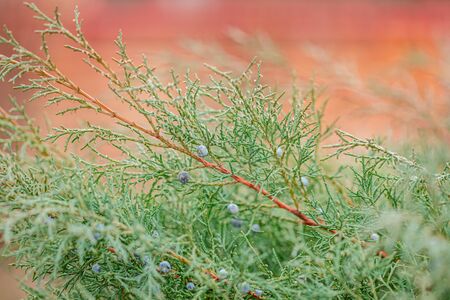 Background of the shrub of juniper at selective focus on a blurred background of other evergreen plants in summerの写真素材
