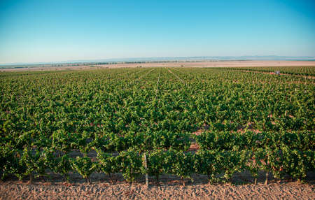 View of the field with vineyards. Vineyards at sunset in autumn harvest. Ripe grapes in fall. Vines in autumn about to be harvested.の写真素材